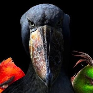 Meet your Posher, Cornel